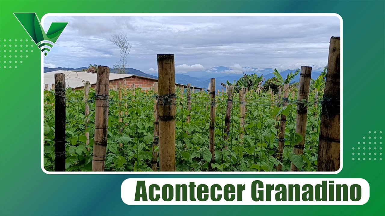 Imagen granada